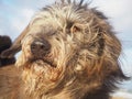 Cute dog portrait with hair flying in the wind Royalty Free Stock Photo