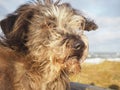 Cute dog portrait with hair flying in the wind Royalty Free Stock Photo