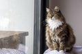 Long haired Norwegian Forest cat.