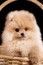 Long haired red Pomeranian Spitz puppy sits in a wicker basket. Royalty Free Stock Photo