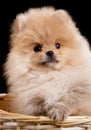 Long haired red Pomeranian Spitz puppy sits in a wicker basket. Royalty Free Stock Photo