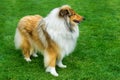 Long haired rough collie standing on green field. Royalty Free Stock Photo
