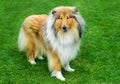 Long haired rough collie standing on the green field. Royalty Free Stock Photo