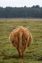 View of long-haired Scottish highland cattle from behind Royalty Free Stock Photo