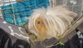 Peruvian long-haired guinea pig (domestic cavia) on a hammock in a cage in the sunshine.