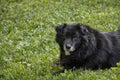 A long-haired senior black dog looks at the camera with an alert expression. Royalty Free Stock Photo