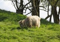 A long haired sheep grazes on lush green grass