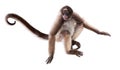 Long-haired spider monkey Royalty Free Stock Photo