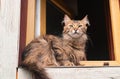 Long-haired tabby cat, resting Royalty Free Stock Photo