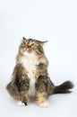 Long-haired tabby cat sits on a white background