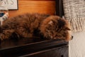A long Haired Tabby Cat sleeping on a cabinet Royalty Free Stock Photo
