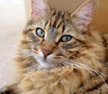 LONG HAIRED TABBY PORTRAIT Royalty Free Stock Photo