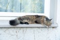 Long haired tabby syrian cat or Turkish Van in brown and black lying on the window sill resting