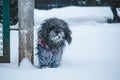 tibetan terrier dog dressed in jacket walking in snowfall weather. Winter walk with puppy