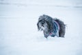 Long-haired tibetan terrier dog dressed in jacket walking in snowfall weather. Winter walk