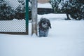 Long-haired tibetan terrier dog dressed in jacket walking in snowfall weather. Winter walk