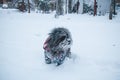 Tibetan terrier dog dressed in jacket walking in snowfall weather. Winter walk with puppy