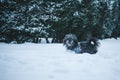 Long-haired tibetan terrier dog dressed in jacket walking in snowfall weather. Winter walk