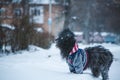 Long-haired tibetan terrier dog dressed in jacket walking in snowfall weather. Winter walk