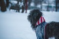 Long-haired tibetan terrier dog dressed in jacket walking in snowfall weather. Winter walk