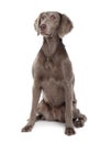 Long-haired Weimaraner dog, sitting