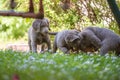 Long-haired Weimaraner puppies play with their siblings on the green meadow in the garden. Pedigree long haired Weimaraner puppies