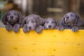 Four long-haired Weimaraner puppies stand up side by side with their paws on two legs and look over a yellow wooden barrier. The