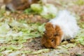 Long haired white and brown guinea pig Royalty Free Stock Photo