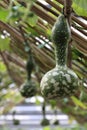 Long handle calabash Royalty Free Stock Photo