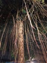 long hanging banyan tree roots, aesthetic braided roots, background nature Royalty Free Stock Photo