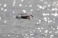 Long haul. Ocean bird migrating. Black-headed gull over water.