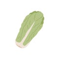Long head of fresh Chinese or Napa cabbage. Leafy vegetable from China. Icon of raw whole veggie. Flat vector