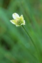 Long-headed Thimbleweed 26852 Royalty Free Stock Photo