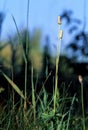 Long-headed Thimbleweed   26849 Royalty Free Stock Photo