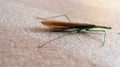 Long-headed Toothpick Grasshopper Royalty Free Stock Photo