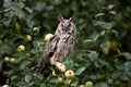 Long-Heared Owl, asio otus, Adult standing in Apple Tree, Normandy Royalty Free Stock Photo