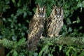 Long-Heared Owl, asio otus, Adult standing in Oak Tree, Normandy Royalty Free Stock Photo