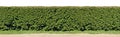 A long hedge of cut decorative bush. Isolated on top high resolution panoramic collage