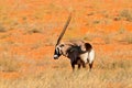 Long horn animal in red sand desert. Gemsbok with orange sand dune evening sunset. Gemsbuck, Oryx gazella, large antelope in Royalty Free Stock Photo