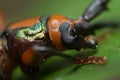 Long horn beetle Royalty Free Stock Photo