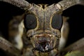 Long horn beetle Royalty Free Stock Photo