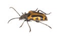 Long horn beetle (Brachyta interrogationis) Royalty Free Stock Photo