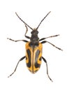 Long horn beetle (Brachyta interrogationis) Royalty Free Stock Photo