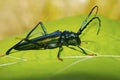 Long Horn Beetle, Cerambycidae, Corbett Tiger Reserve, Uttarakhand Royalty Free Stock Photo