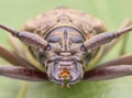 Long horn beetle face images Royalty Free Stock Photo