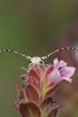 Long Horn Beetle hide at the pink flower Royalty Free Stock Photo