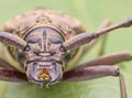 Long horn beetle images Royalty Free Stock Photo