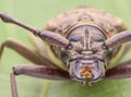 Long horn beetle images Royalty Free Stock Photo