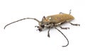 Long horn beetle Royalty Free Stock Photo