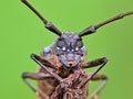 A long horn beetle perched on tree branches
